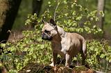 BOULEDOGUE FRANCAIS 1058
